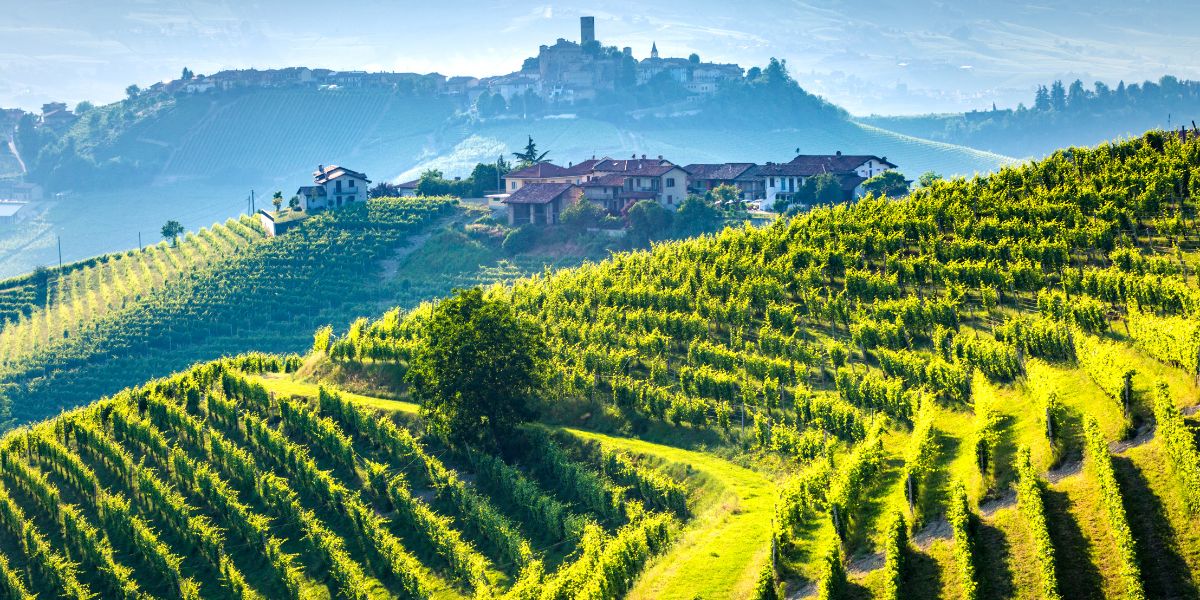 Vineyard view in Barolo, Piedmont, Italian Wine Region