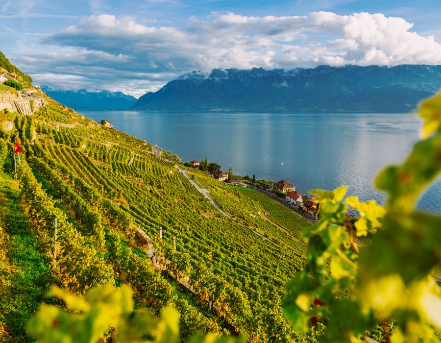 Switzerland vineyard - Lavaux