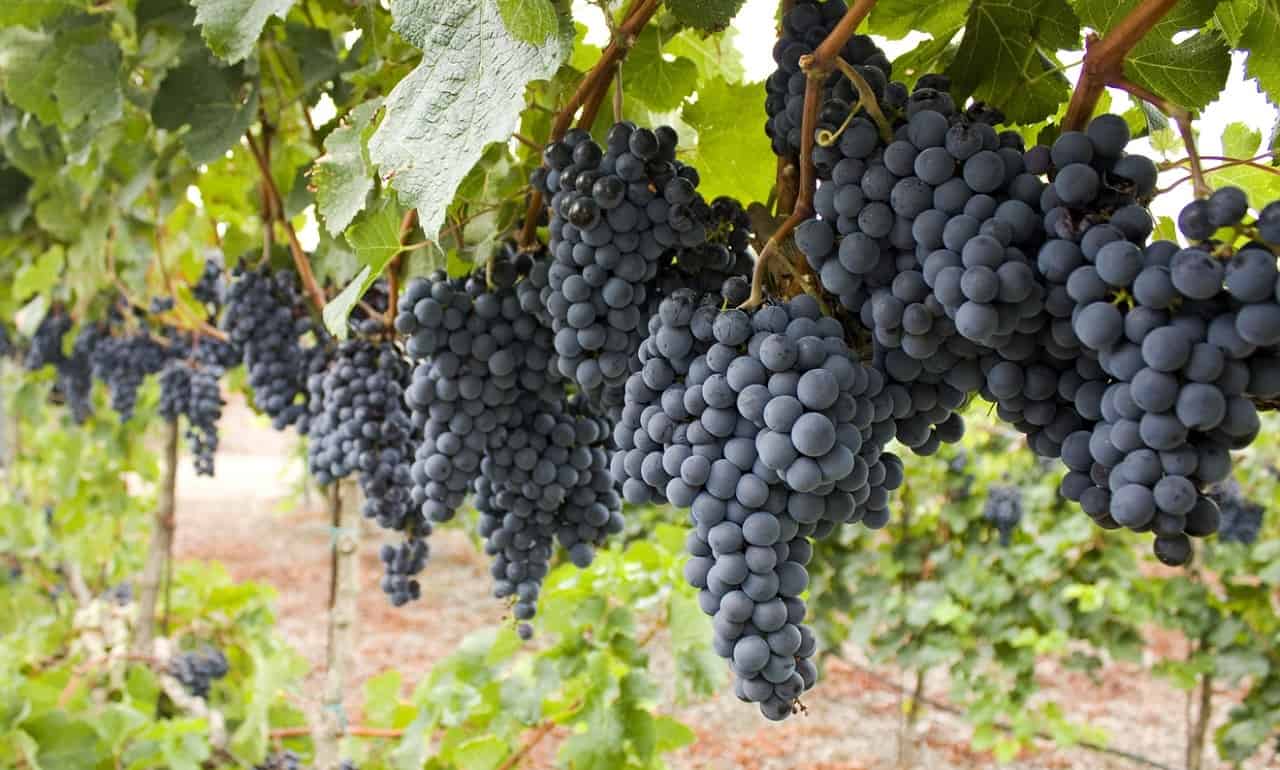 petit-verdot-grape-variety-characteristics-taste-profile-food-pairings