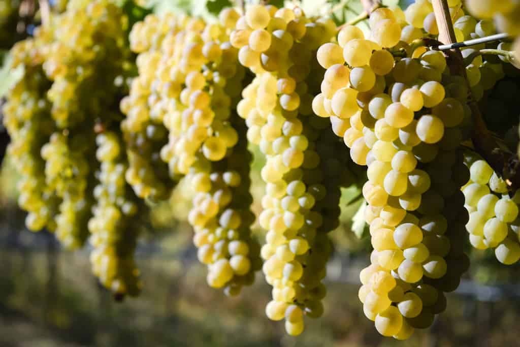 Viognier Wine Profile: Taste, Pairings & Recommendations