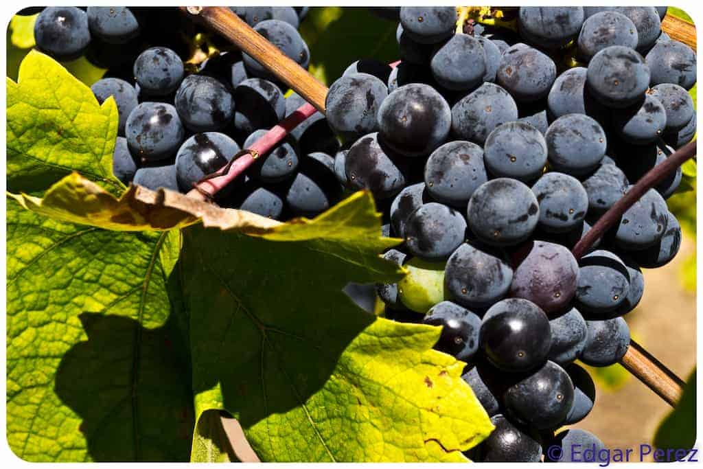 merlot-wine-grape-characteristics-taste-profile-winetraveler