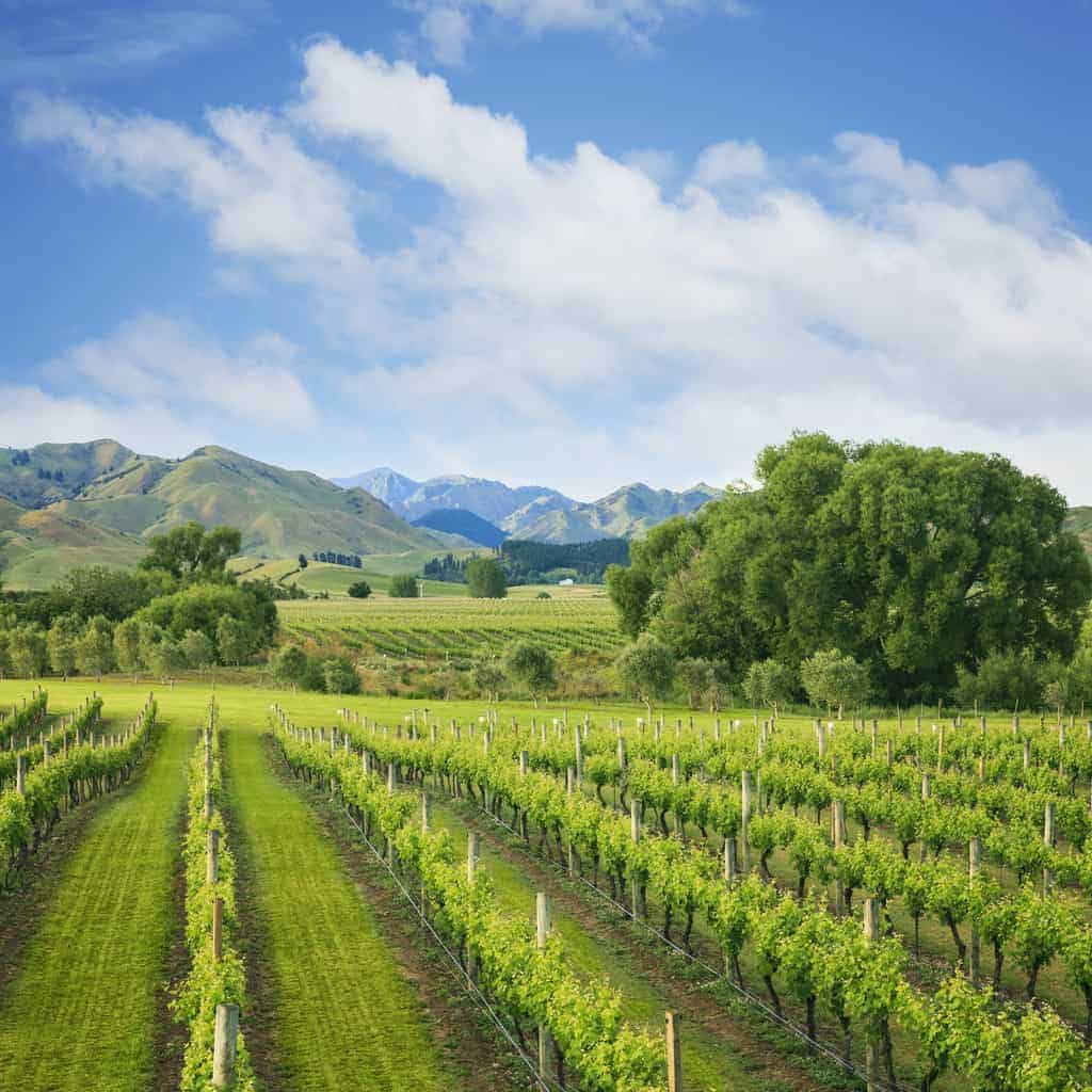 A Sunny Day at Cloudy Bay Winery in New Zealand's South Island