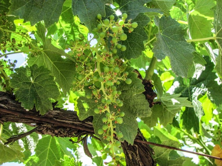 Wine Growing 101 - Wine Making 101 - Bud Break - You can see the lingering remains of flowers and the start of grapes on this bunch. | Winetraveler.com
