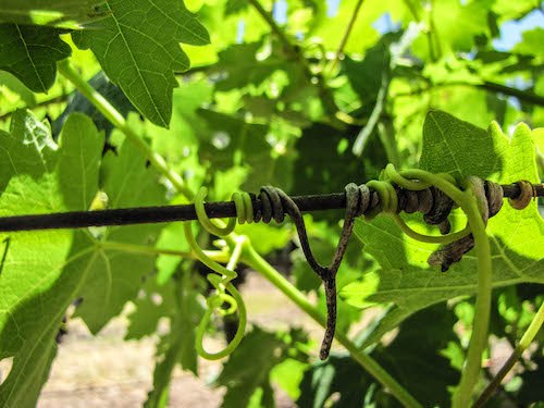 Wine Growing and Wine Making 101 - Part I - Image 3 – Climbing and clingy, young tendrils anchor themselves to a wire.