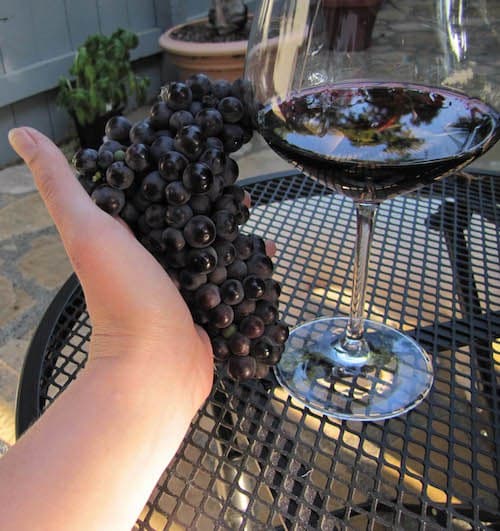 Winemaking 101 - Harvesting Fully Ripened Grapes - The End Result