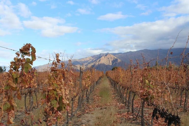 Best Wineries in Mendoza for Wine Tasting in 2024