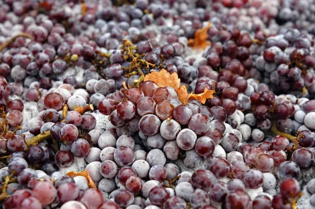 List Of Red White Wine Grape Varieties Around The World