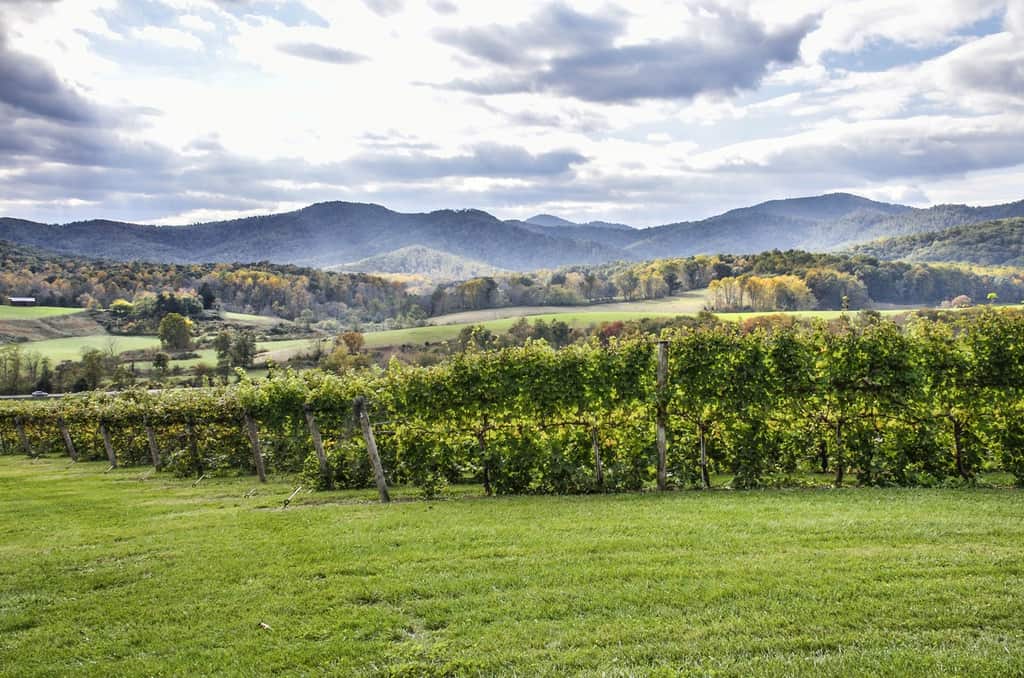 10 Best Wineries in Charlottesville to Visit in 2024