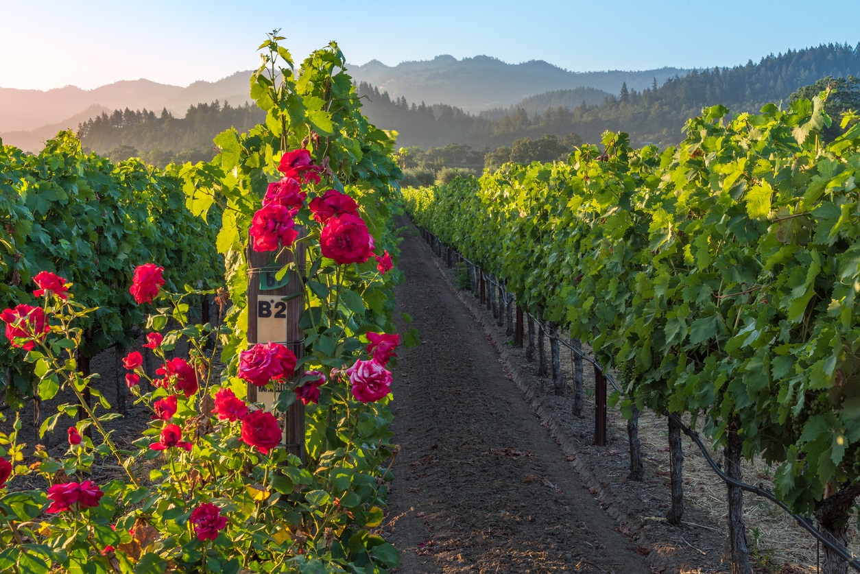 Napa Valley travel guide: Where to visit, eat and stay - Decanter
