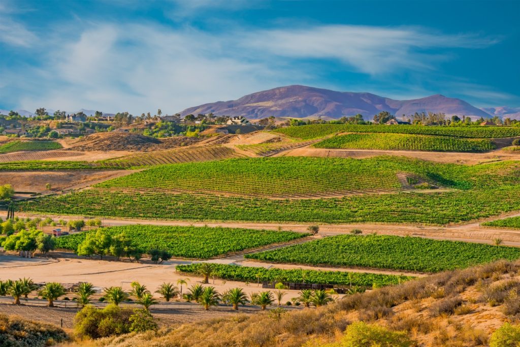 25 Best Temecula Wineries & Wine Tasting Tours for 2024