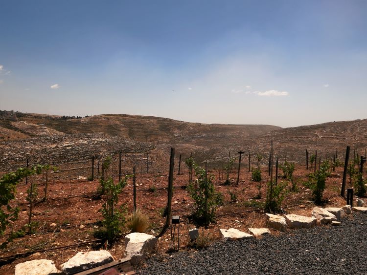 Psagot vineyard view near Jerusalem
