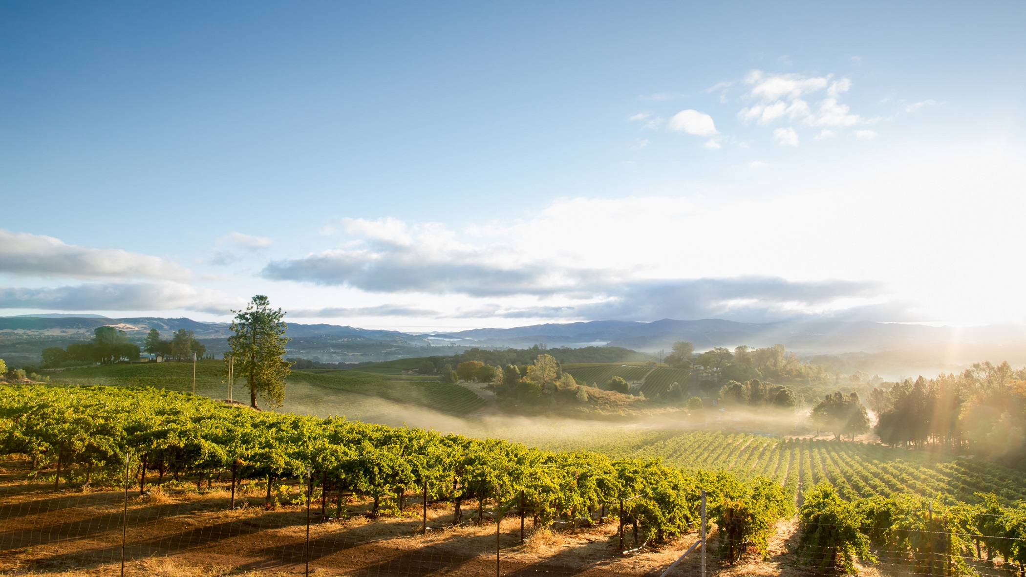 35 Best Sonoma Wineries & Wine Tasting Tours for 2024