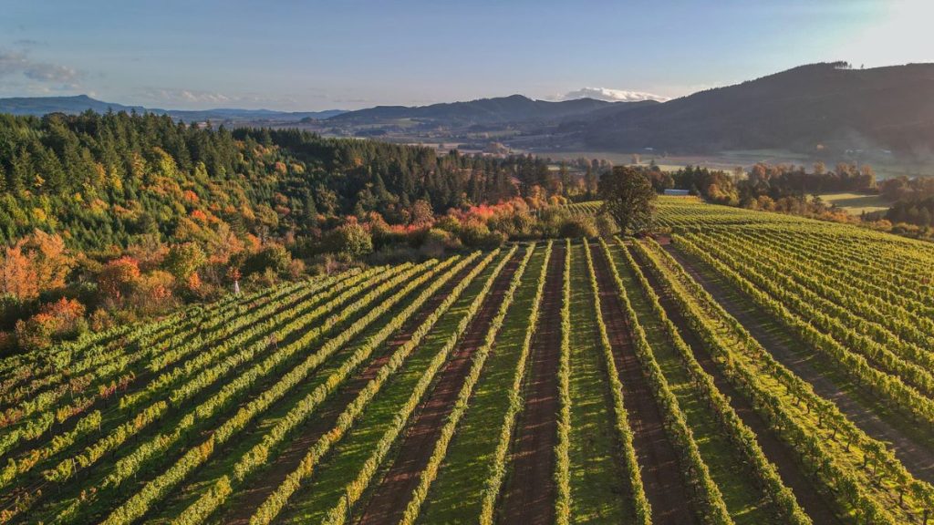 Best Willamette Valley Wineries to Visit During 2024