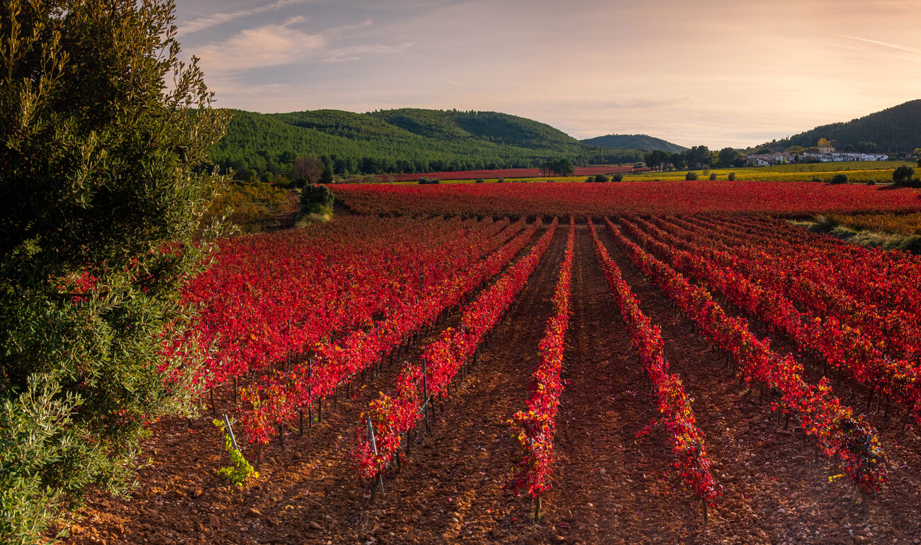 penedes winery tour