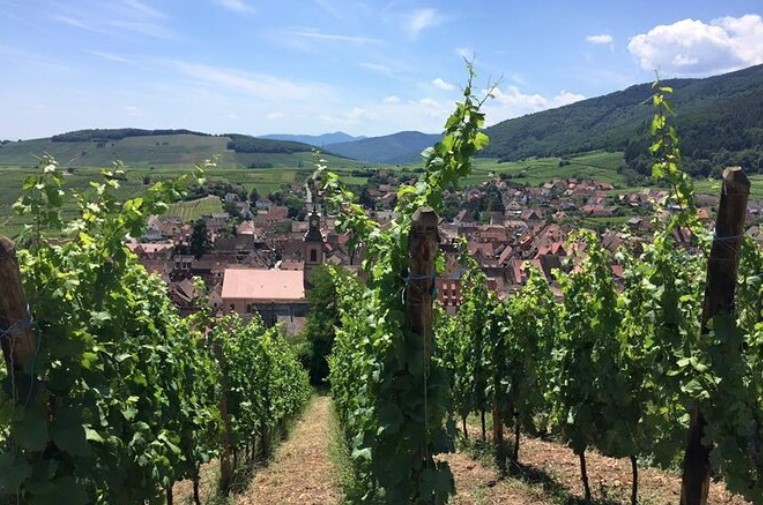 10 Best Alsace Wine Tours & Tastings to Book in 2024