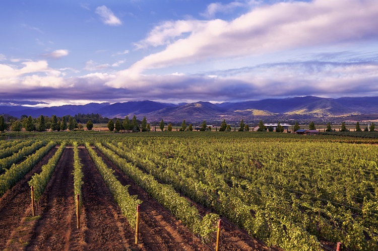 The beautiful Rogue Valley region and vineyard landscape in Oregon