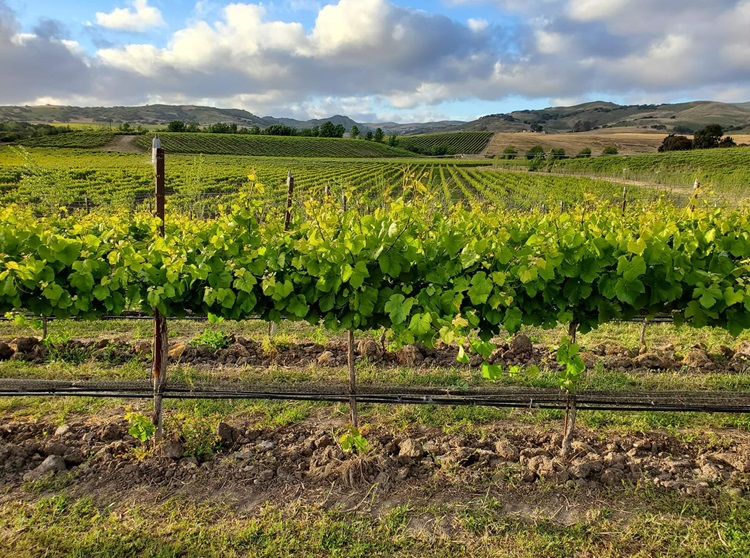 Vineyards in the Sta Rita Hills, California