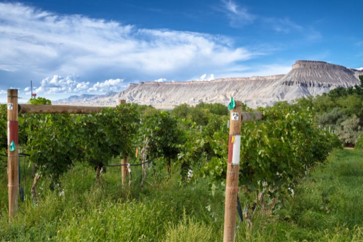 Vineyard and Book Cliffs in Grand Valley, Colorado
