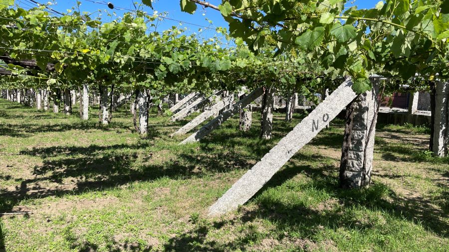 Grapevine Pergolas