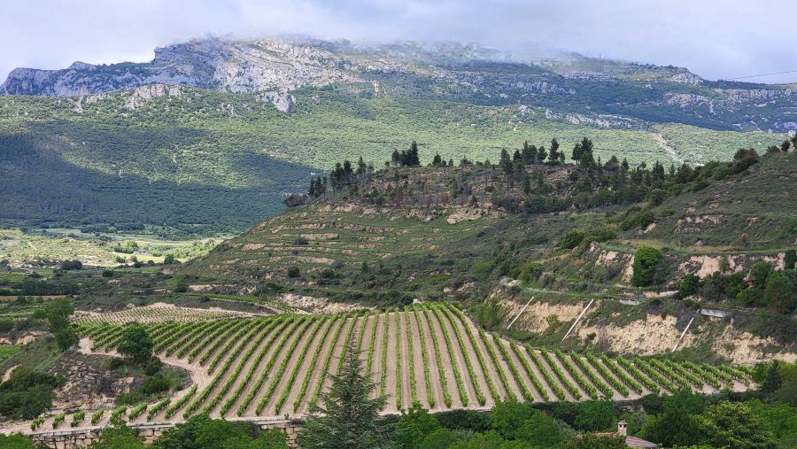 Vineyards in Rioja Alavesa