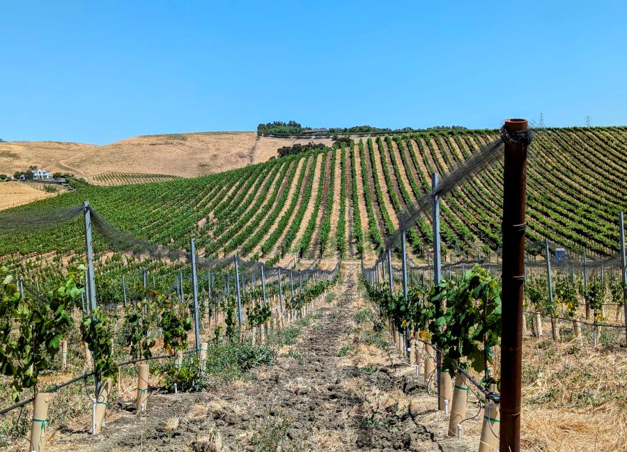 Vineyards at Chamisal