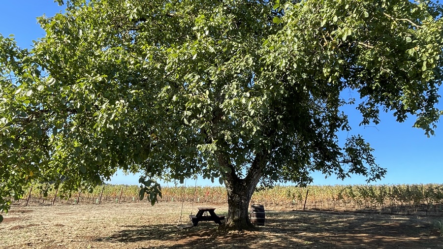 Black Walnut Tree