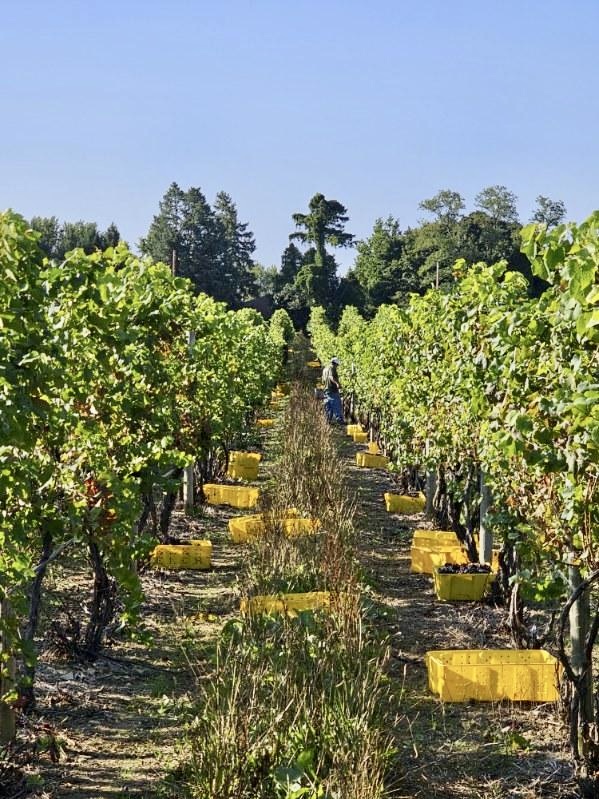 Pinot Noir grapes at Cortenay Semelka farms in North East, PA are harvested by hand for a sparkling wine in the Mazza Wines portfolio. Photo by Colleen Doyle.