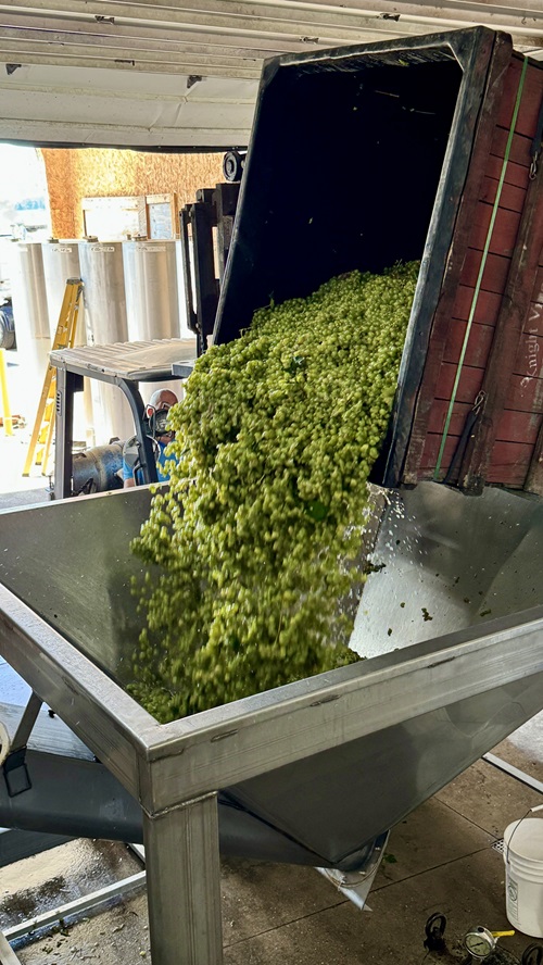 Grapes being dumped into the hopper for crushing/destemming before being pressed on the press floor at Mazza Vineyards in North East, PA. Photo by Mazza Wines.