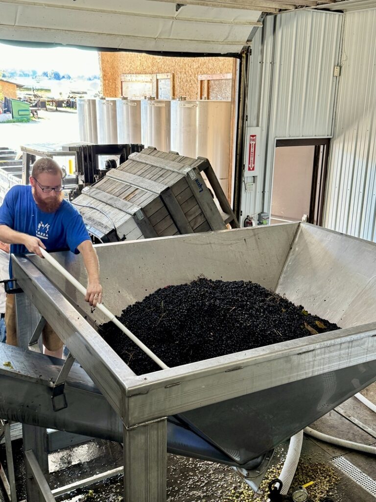 The Cellar crew at Mazza Vineyards in North East processing  grapes during the 2024 harvest. Photo by Mazza Wines.