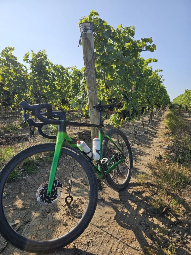 General Manager & VP Mario Mazza scouts vineyards by bike to assess grape ripeness and readiness for harvest at local vineyards.