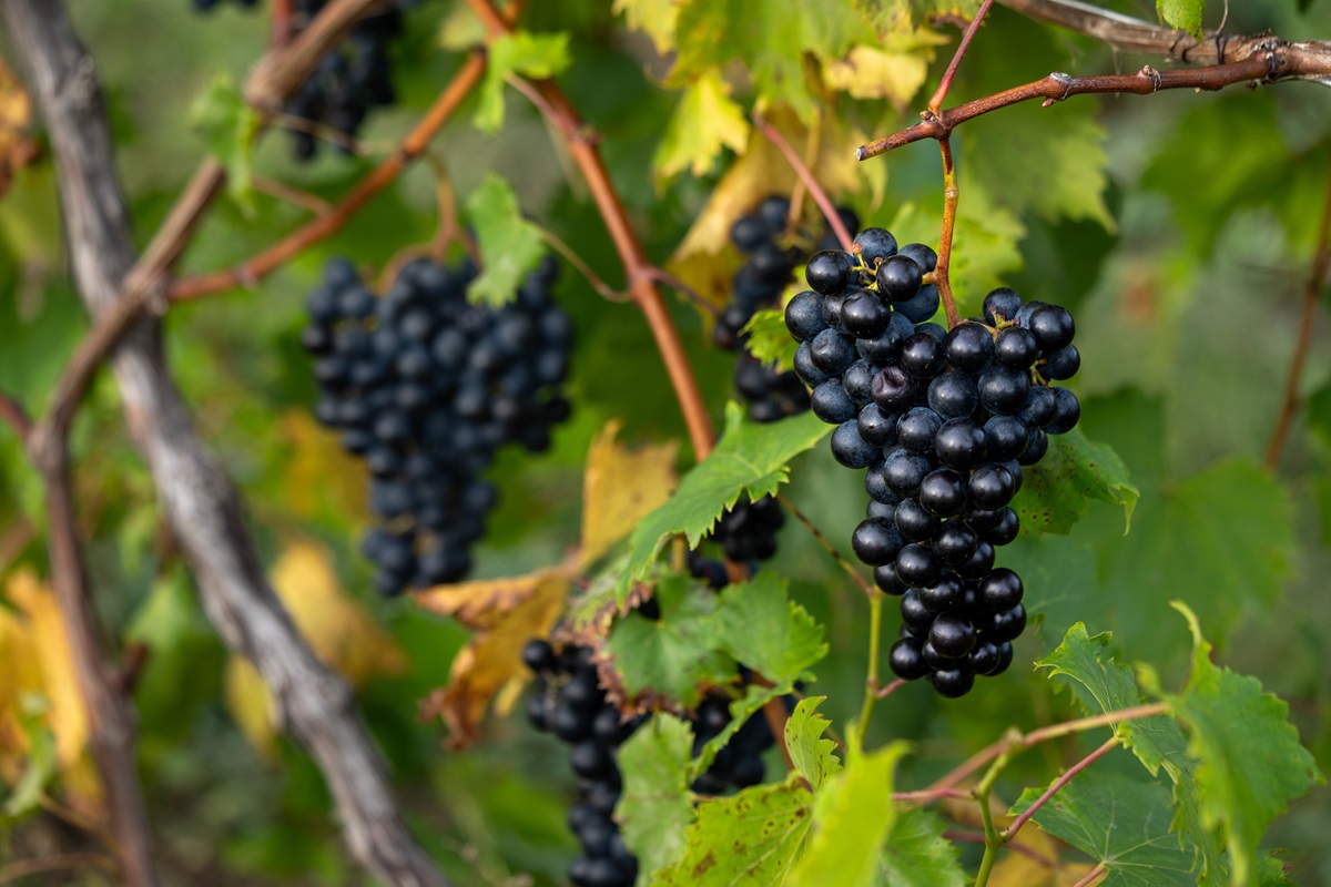 Chambourcin grapes nearing maturity hang on the vine in Lake Erie Wine Country. Photo by Chris Maas.