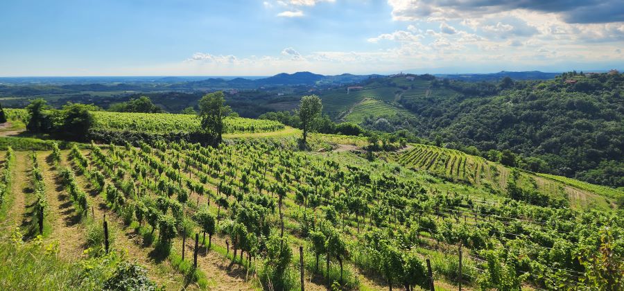 Vineyard views in the North Adriatic