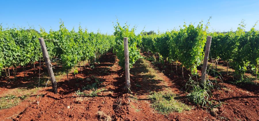 Grape vines in Istria, Croatia